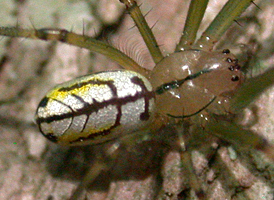 Orchard Orbweaver
